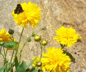 Insekten werden angezogen