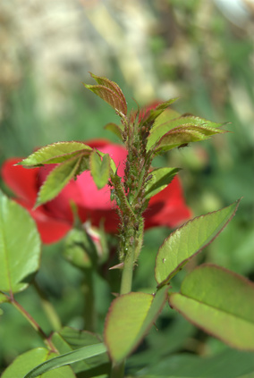 Hilfe für Rosen gegen Blattläuse